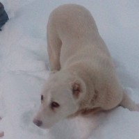 Найдена собака, окрас белый