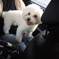 Найдено:  собака собака