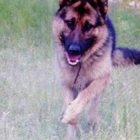 Пропала собака, порода немецкая овчарка, окрас черно-коричневый
