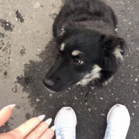 Найден щенок, окрас черный с белыми пятнами