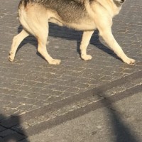 Найдена собака, окрас серо-бежевый с рыжицой