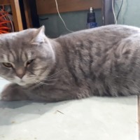 Найден кот, окрас серый