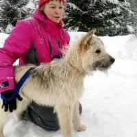 В добрые руки, пёс, окрас серо-белый