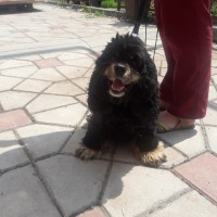 Найдена собака, порода американский кокер спаниель, окрас черно-рыжий
