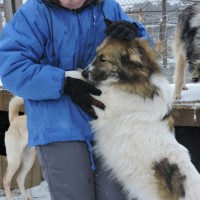 В добрые руки, собака, окрас белый с рыже-черными пятнами