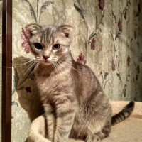 Найден котик, окрас серый, полосатый