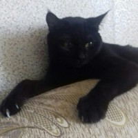 Пропала кошка, окрас черный