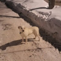 Найдена собака, порода лабрадор, окрас белый