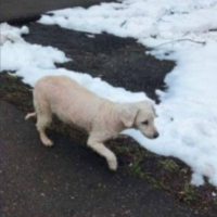 Потеряно:  собапка