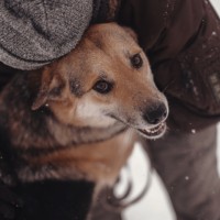 В добрые руки, пес, окрас трехцветный