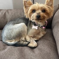 Пропала собака йоркширский терьер