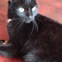 Найден кот, окрас чёрный с белыми пятнашками