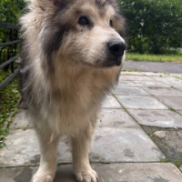 Найдено:  собака маламут маламут