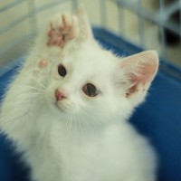 В добрые руки, котенок, окрас белый