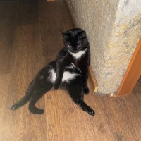 Пропала кошка Буся в Заречном микрорайоне