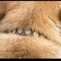 Пропала собака на трассе м12 434км