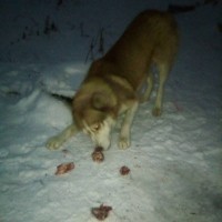 Найдена собака, порода хаски, окрас коричнево-белый