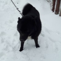 Найдена собака, окрас черный с белой грудкой