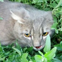Найдена кот\кошка, окрас серый
