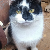 Найдено:  кошка