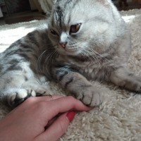 Найден кот или кошка, порода британец, окрас мрамор