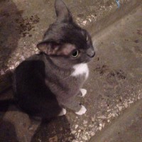 Найден кот/кошка, окрас серый