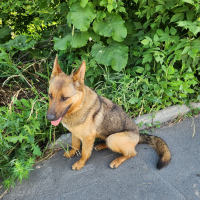 Найдено:  собака овчарка девочка без ошейника