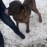 Найдена собака, порода алабай, окрас коричнево-черный