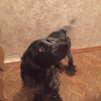 Найдена собака, порода русский спаниель, окрас серо-черный