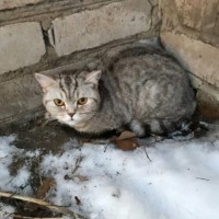 Найден кот\кошка, окрас серый, полосатый