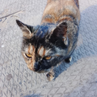 Найдено:  кошка кошечка