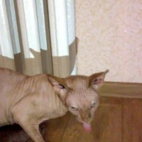 Найден кот, порода сфинкс окрас персиковый