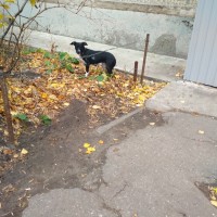 Найден пес, окрас черный с белыми пятнами