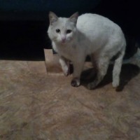 Найден кот, окрас белый