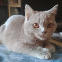 Пропала кошка, порода прямоухая британка, окрас серый