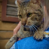 В добрые руки, кот, окрас камышовый