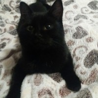 Найден котёнок, окрас чёрный
