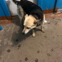 Найдена собака, окрас коричнево-черный