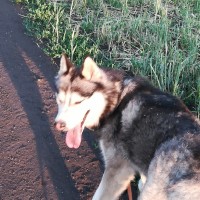 Пропала собака породы сибирский хаски