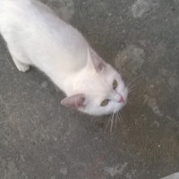 Найдена кошка, окрас белый