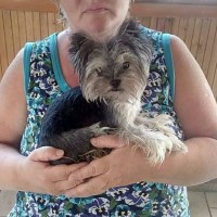 Пропала собака, порода мини йоркширский терьер, окрас черно-серый