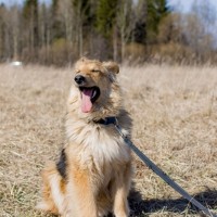 В добрые руки, пес, окрас трехцветный