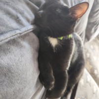 Пропал кот Мур с зелёным ошейником с белой грудкой