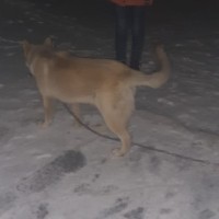 Найдена собака, окрас белый с рыжицой