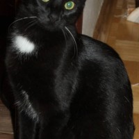 Пропал кот, окрас черный, белое пятнышко на груди