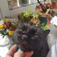 Потерялась кошка, окрас черный, пушистая