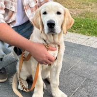 Найдено:  собака