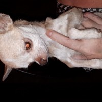 Найдена собачка, порода чихуахуа, окрас бежевый
