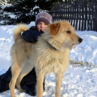 Пропал пёс, окрас рыже-белый