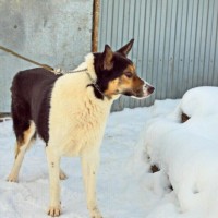 В добрые руки, собака, окрас смешанный